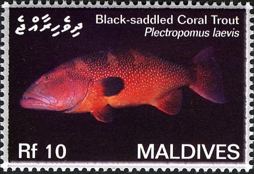 Blue-spotted Coral Trout (Plectropomus laevis)