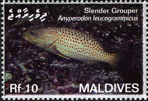 Slender Grouper (Anyperodon leucogrammicus)