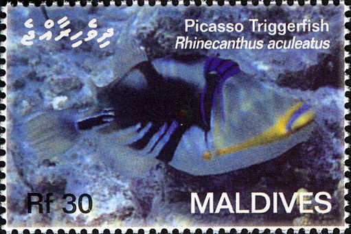 Picasso Triggerfish (Rhinecanthus aculeatus)