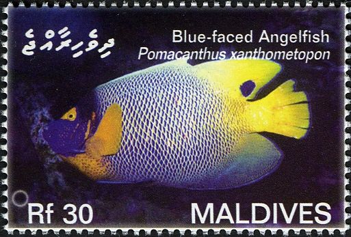 Yellowface Angelfish (Pomacanthus xanthometopon)