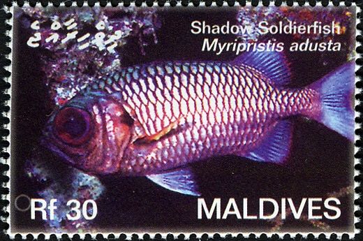 Shadowfin Soldierfish (Myripristis adusta)
