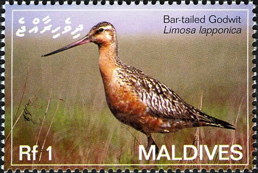 Bar-tailed Godwit (Limosa lapponica)