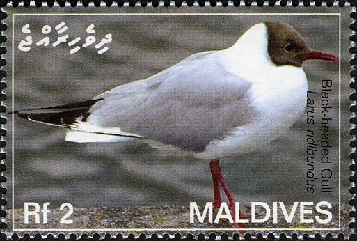 Black-headed Gull (Larus ridibundus)