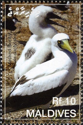 Masked Booby (Sula dactylatra)