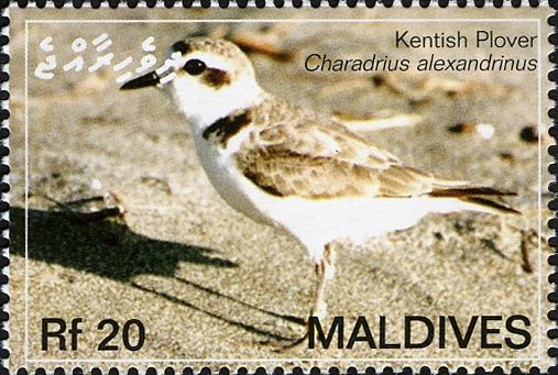 Kentish Plover (Charadrius alexandrinus)