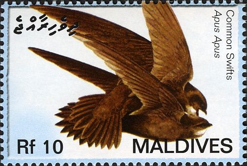 Common Swift (Apus apus)