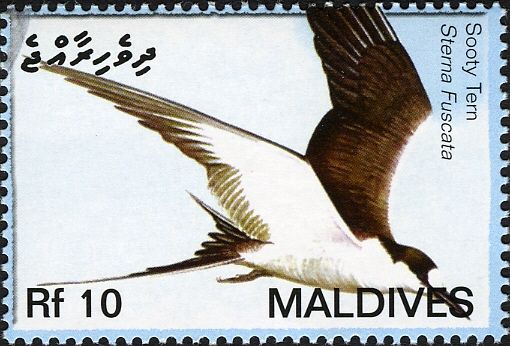 Sooty Tern (Sterna fuscata)