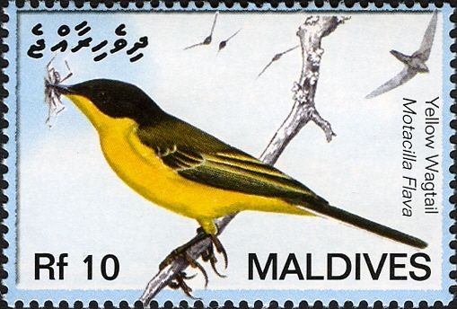 Western Yellow Wagtail (Motacilla flava)