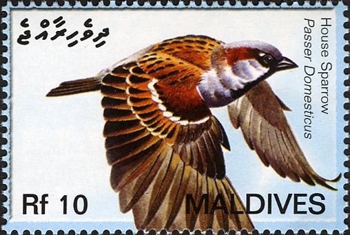House Sparrow (Passer domesticus)