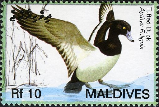 Tufted Duck (Aythya fuligula)