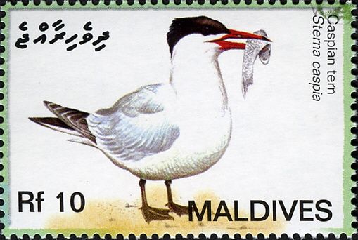 Caspian Tern (Sterna caspia)