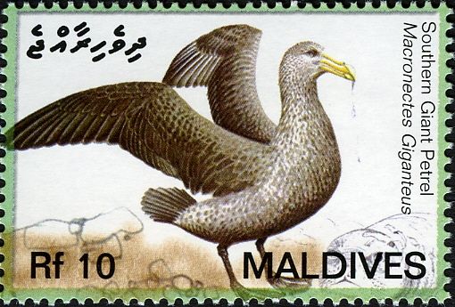 Southern Giant Petrel (Macronectes giganteus)