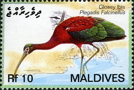 Glossy Ibis (Plegadis falcinellus); see description