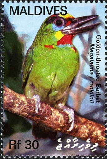 "Golden-throated Barbet (Megalaima franklinii)" see Descript