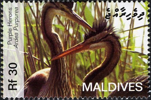 Purple Heron (Ardea purpurea)