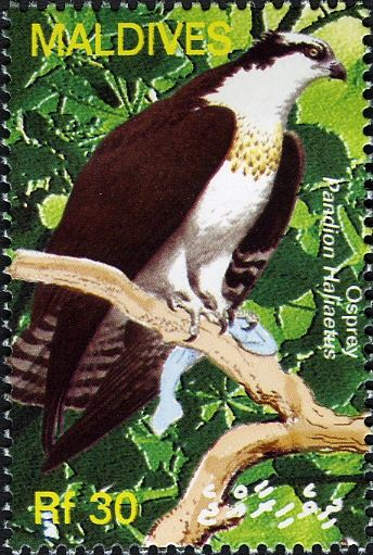 Osprey (Pandion haliaetus)