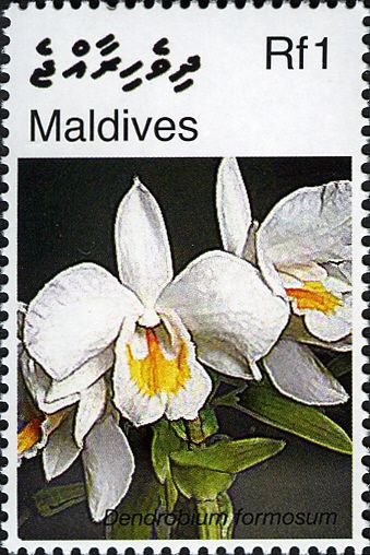 Dendrobium formosum