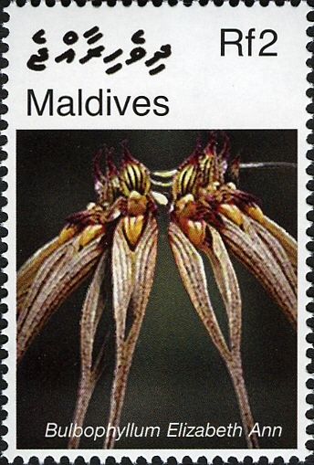 Bulbophyllum Elizabeth Ann