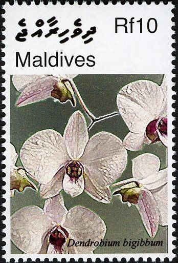 Cooktown orchid (Dendrobium bigibbum)