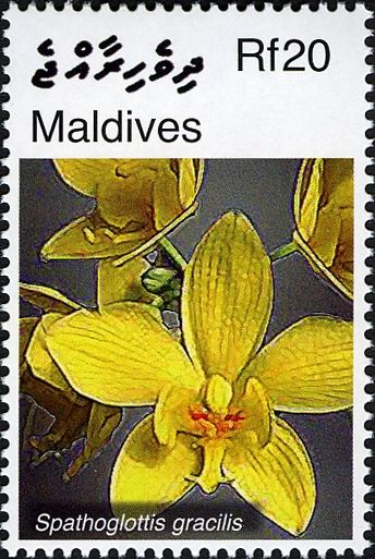 Spathoglottis gracilis