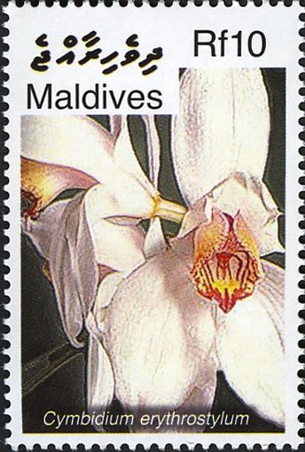 Cymbidium erythrostylum