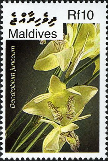 Dendrobium junceum