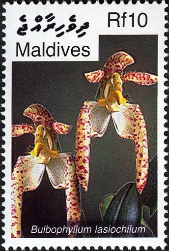 Bulbophyllum lasiochilum