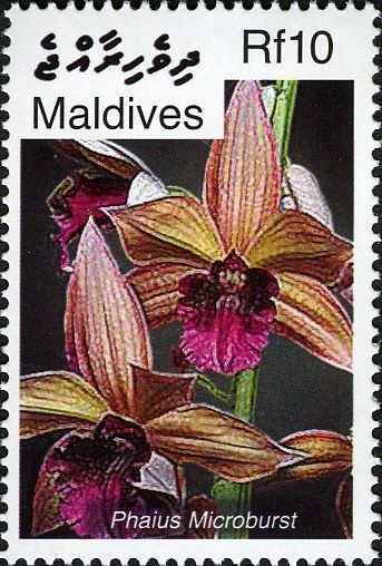 Phaius Microburst