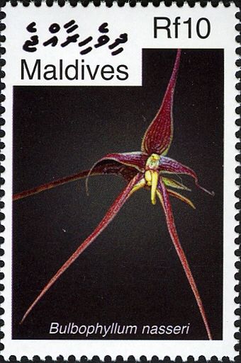 Bulbophyllum nasseri