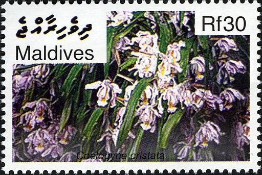 Coelogyne cristata