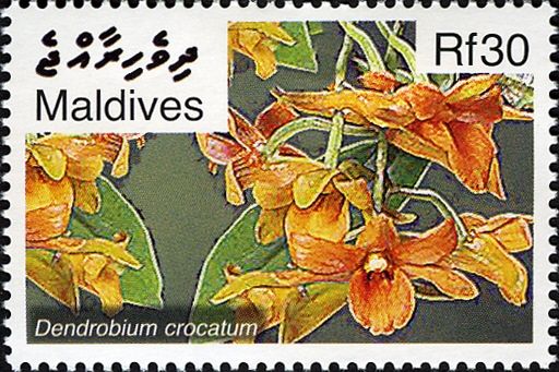 Dendrobium crocatum