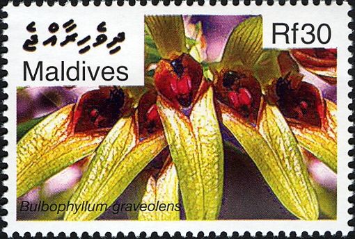 Bulbophyllum graveolens
