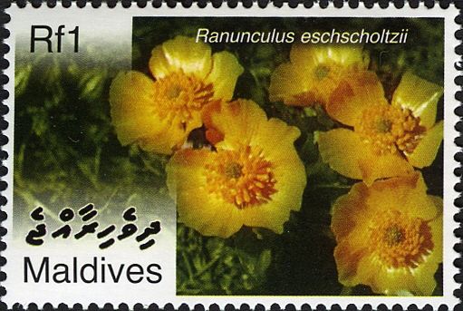 Ranunculus eschscholtzii