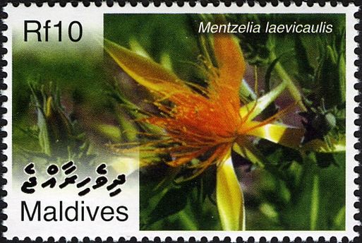 Mentzelia laevicaulis