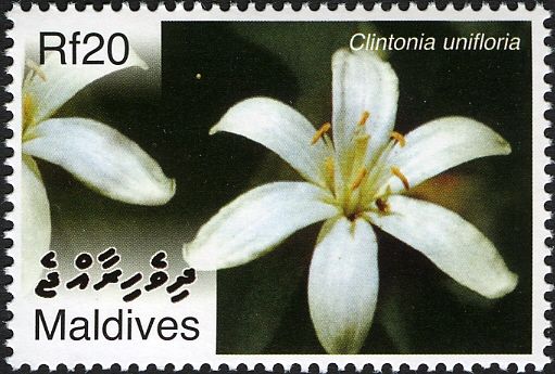 Clintonia unifloria