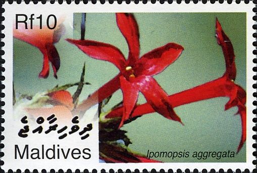 Ipomopsis aggregata