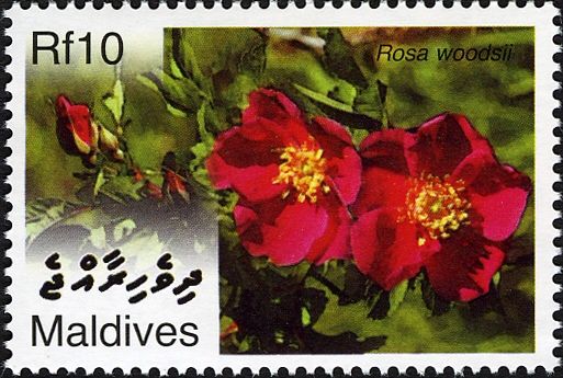 Rosa woodsii