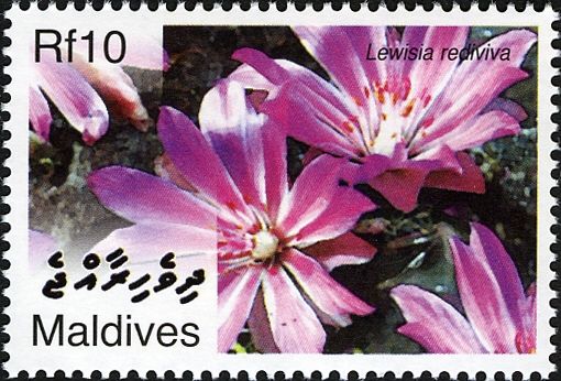 Lewisia rediviva