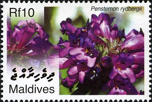 Penstemon rydbergii