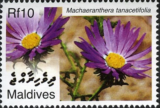 Machaeranthera tanacetifolia