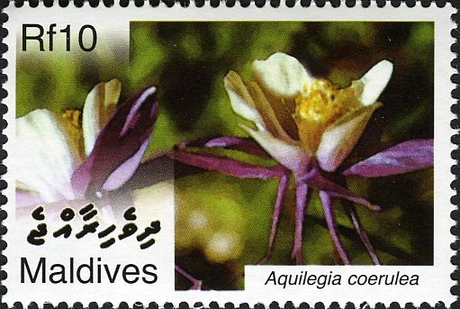 Aquilegia coerulea