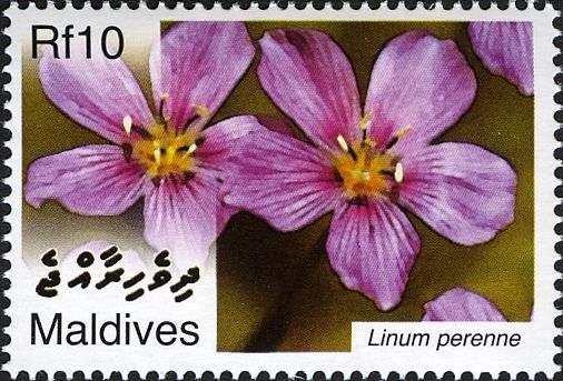 Linum perenne