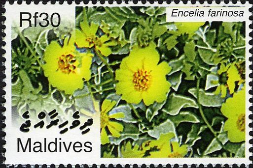Encelia farinosa