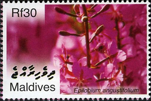 Epilobium angustifolium