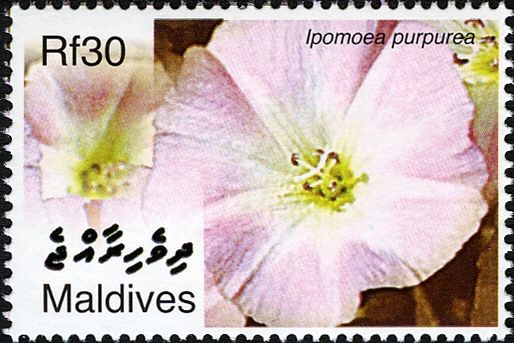 Ipomoea purpurea