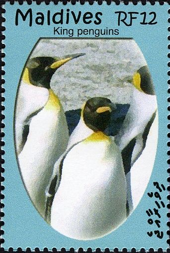 King Penguin (Aptenodytes patagonicus)