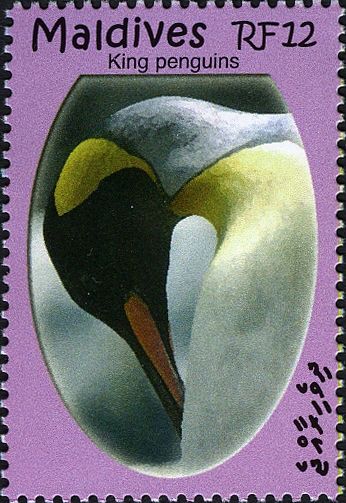 King Penguin (Aptenodytes patagonicus)