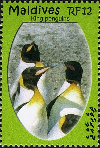 King Penguin (Aptenodytes patagonicus)