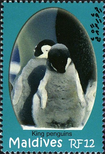 King Penguin (Aptenodytes patagonicus)