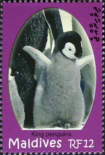 King Penguin (Aptenodytes patagonicus)